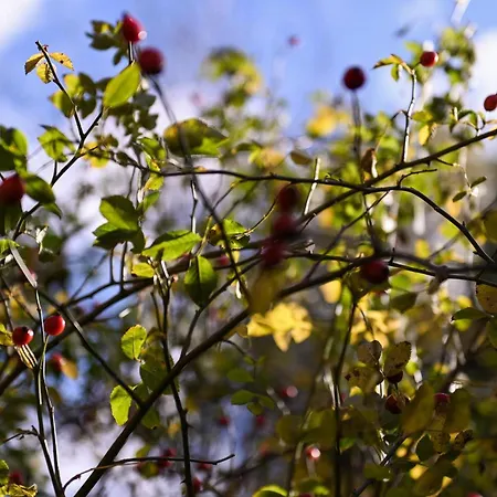 Sleep Space 2 - Green&tiny Spot Birkenmuehle *