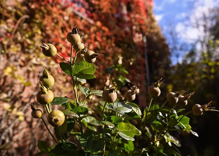 Sleep Space 2 - Green&tiny Spot Birkenmuehle * Osterwieck