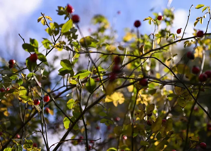 Sleep Space 2 - Green&tiny Spot Birkenmuehle *